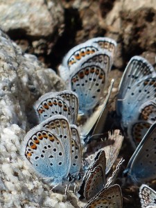 butterflies-177291_640