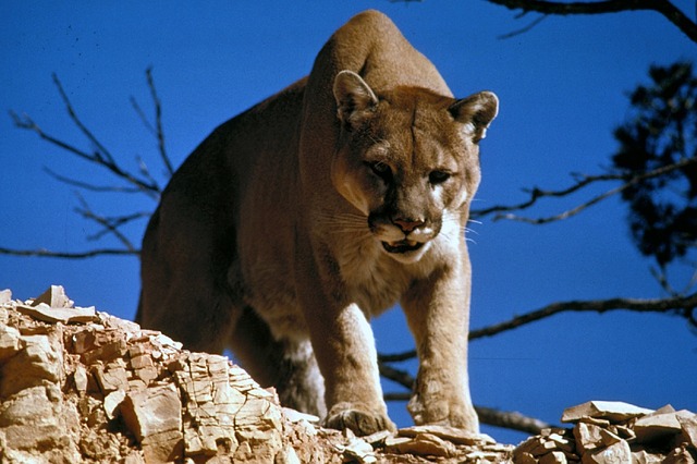 cougar-718092_640