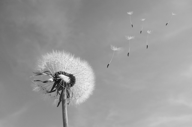 dandelion-333093_640