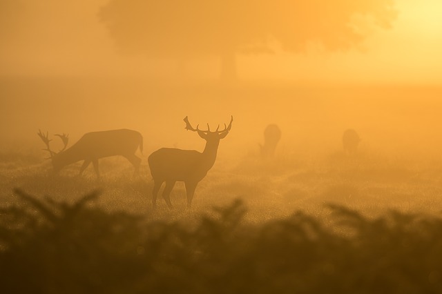 deer-1082318_640