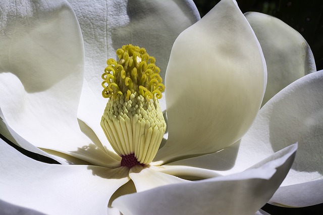 magnolia-1077384_640