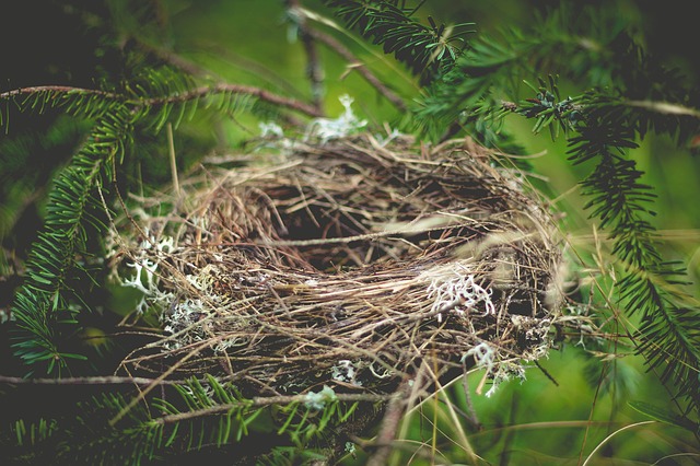 nest-918898_640