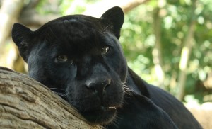 panther