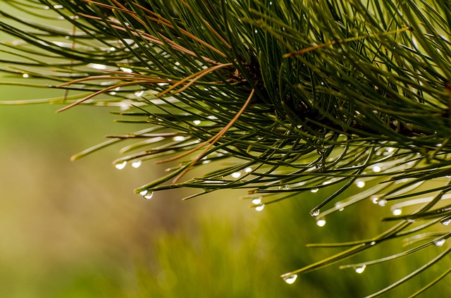 pine-needles-1110338_640